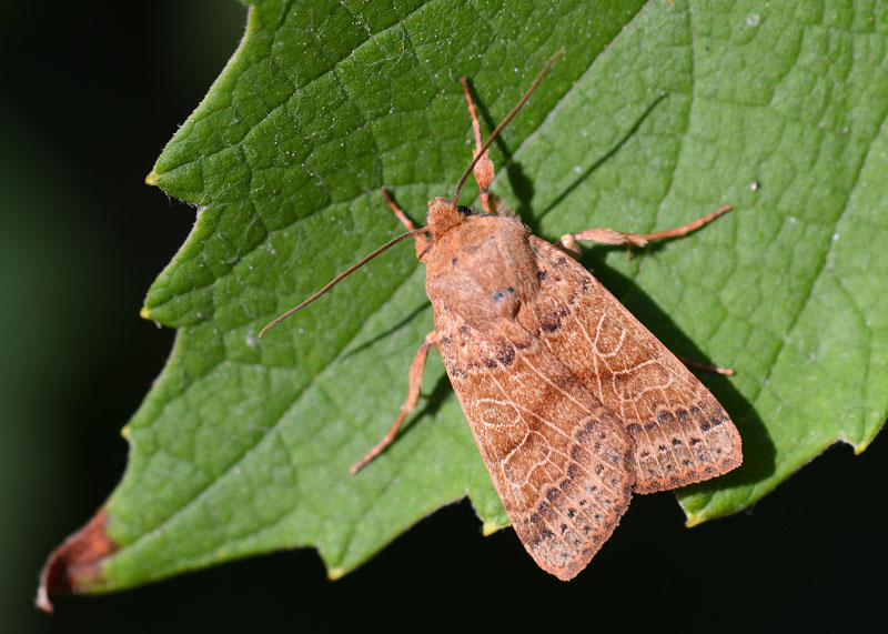 Noctuidae da determinare 1